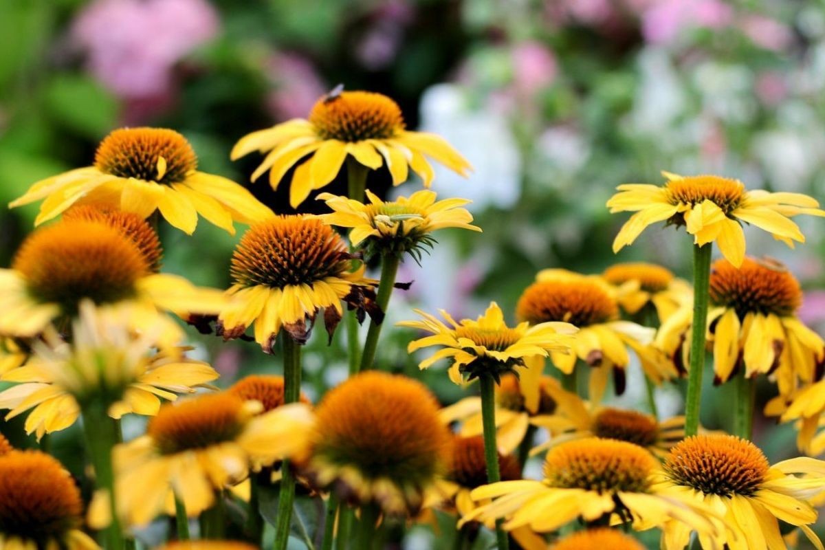 echinacea