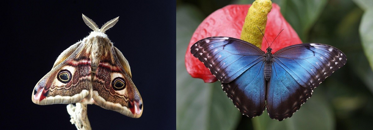 Falena vs farfalla