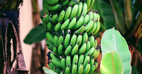 frutti esotici banane