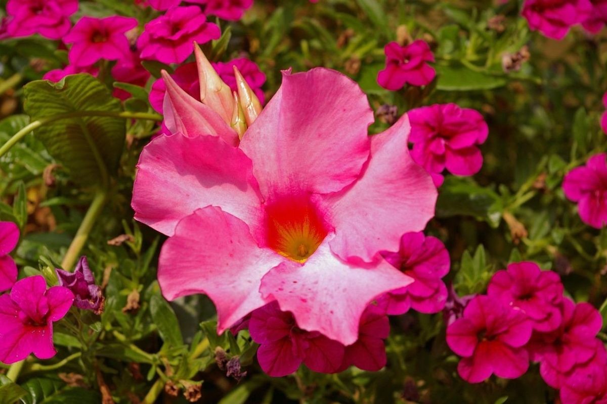 mandevilla 