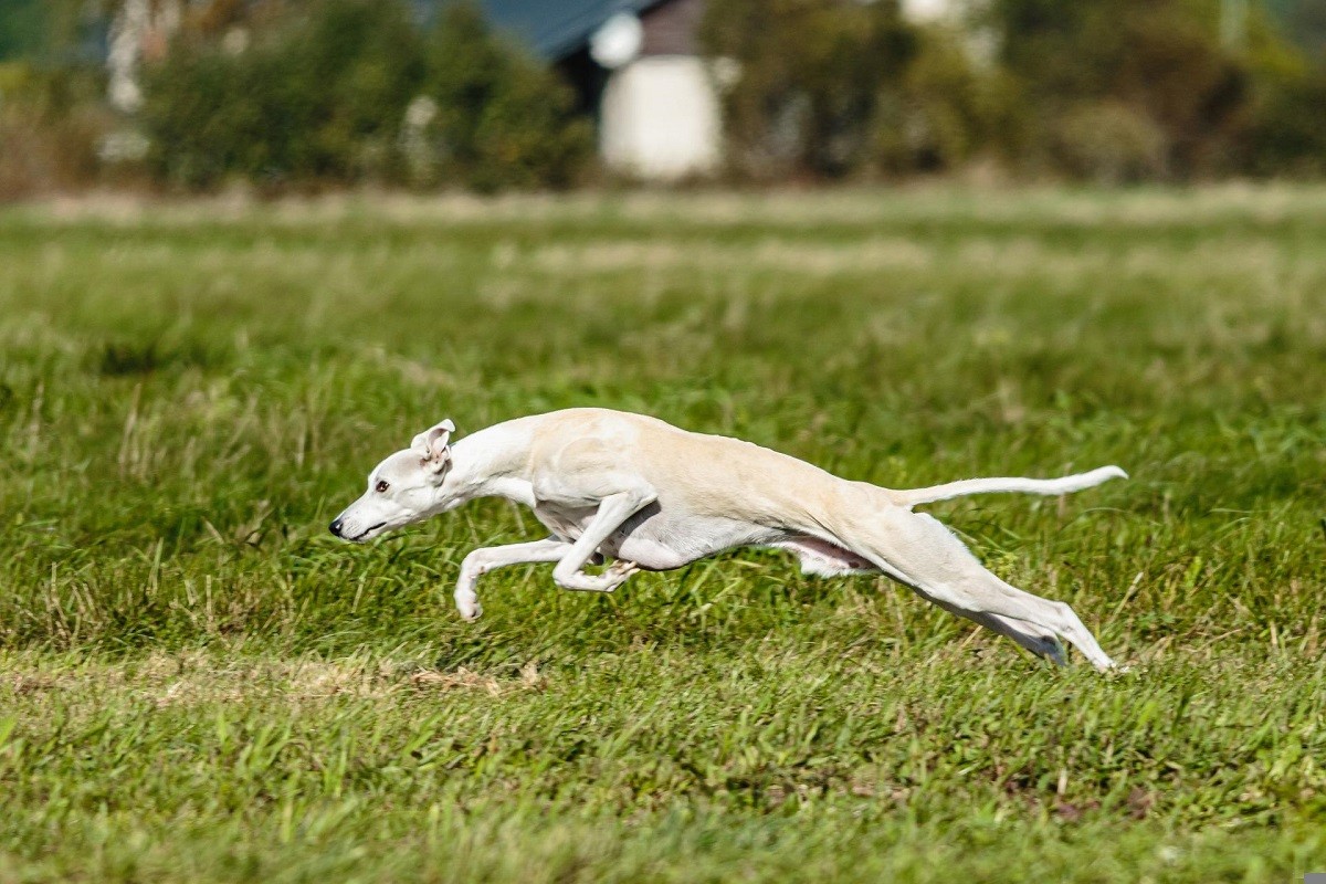 whippet corre