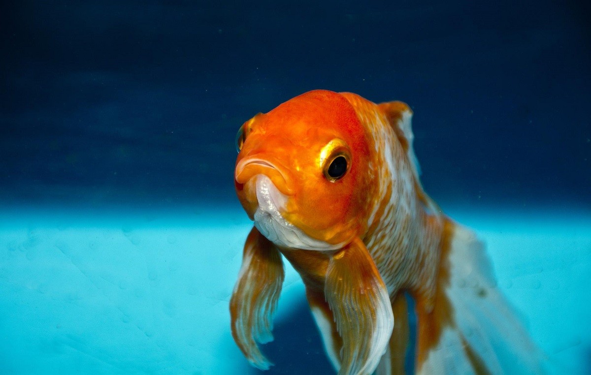 acquario pesci rossi fauna