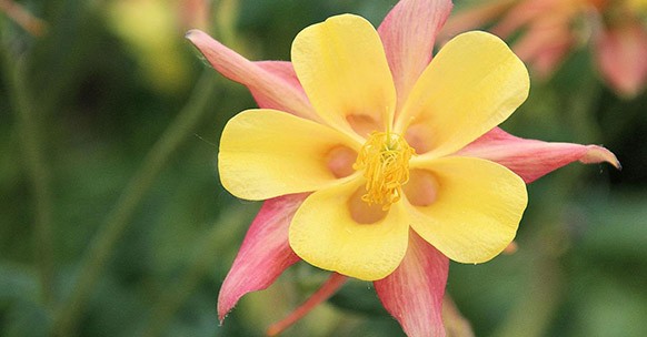 Aquilegia, fiori colorati