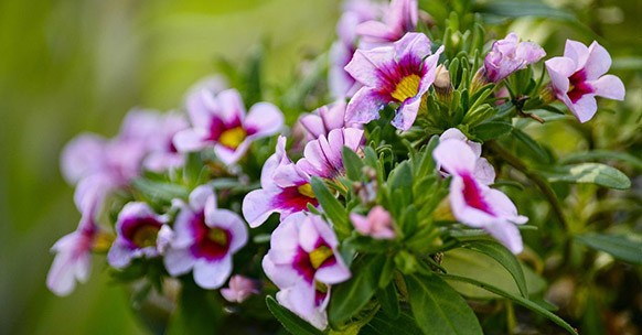 Calipetite, fiori colorati