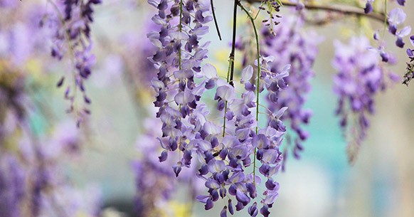 Glicine, fiori colorati