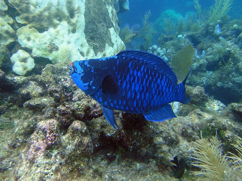 pesci pappagallo blu