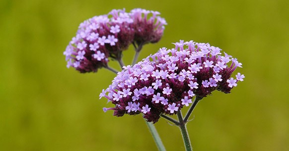 Verbena, fiori colorati