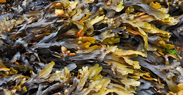 Alghe marine