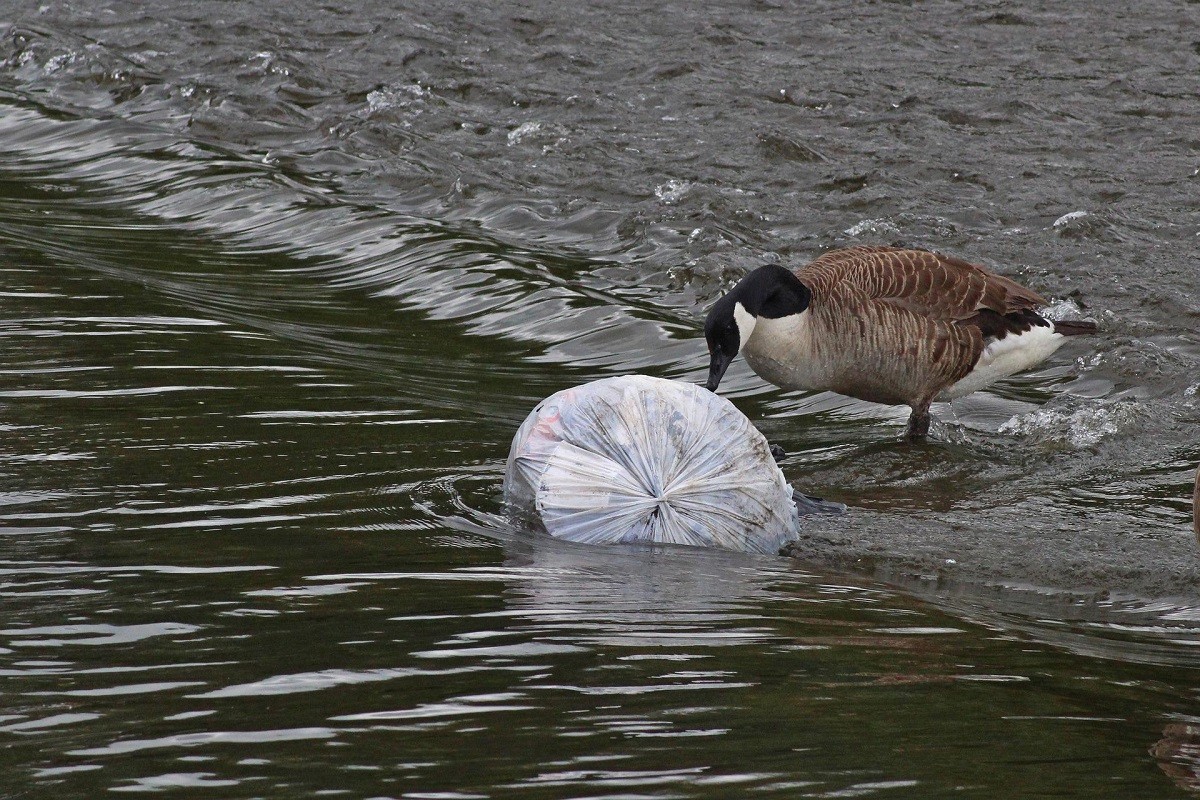 Una Giornata internazionale senza sacchetti di plastica: ecco cosa possiamo  fare