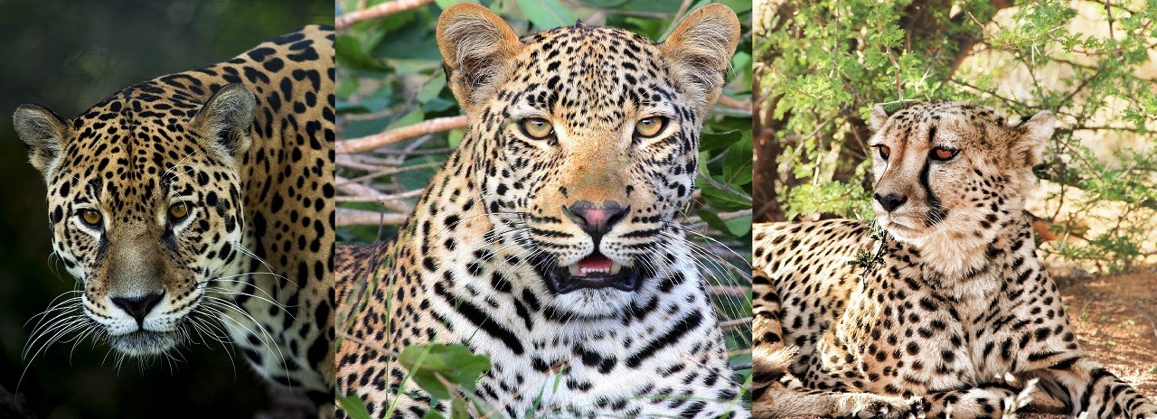 Giaguaro, leopardo e ghepardo