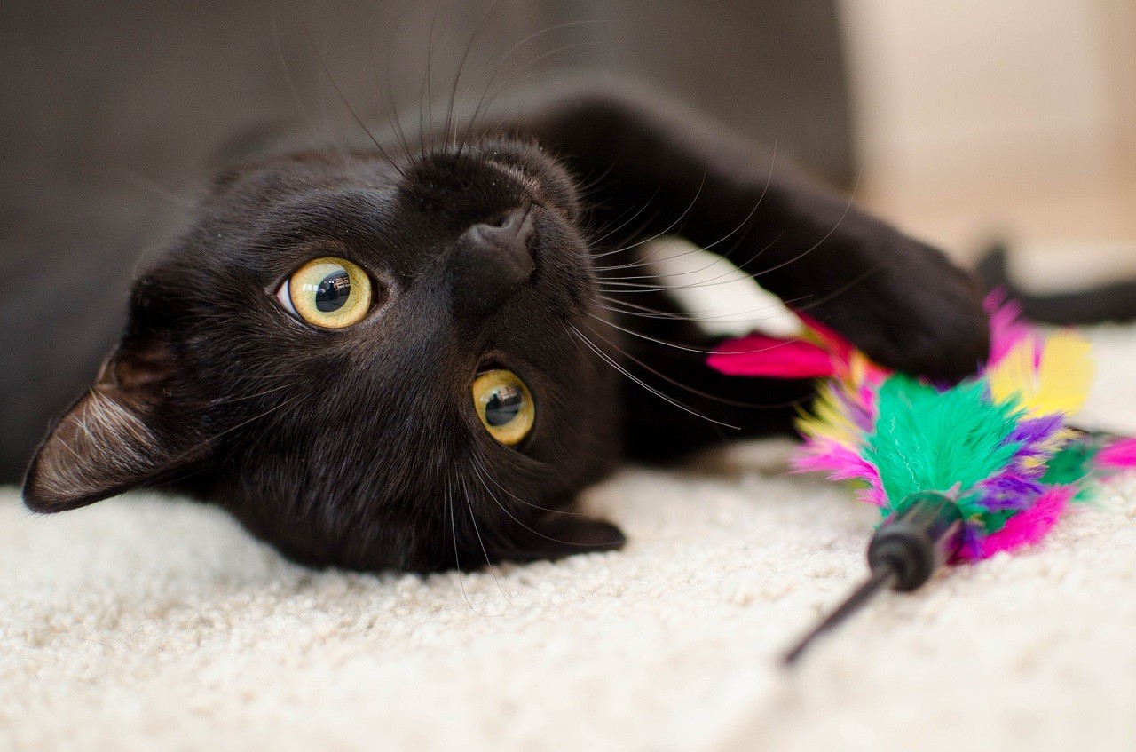 Oggi è la Giornata mondiale del gatto nero: sfortuna o superstizione? -  Giornale dei Navigli