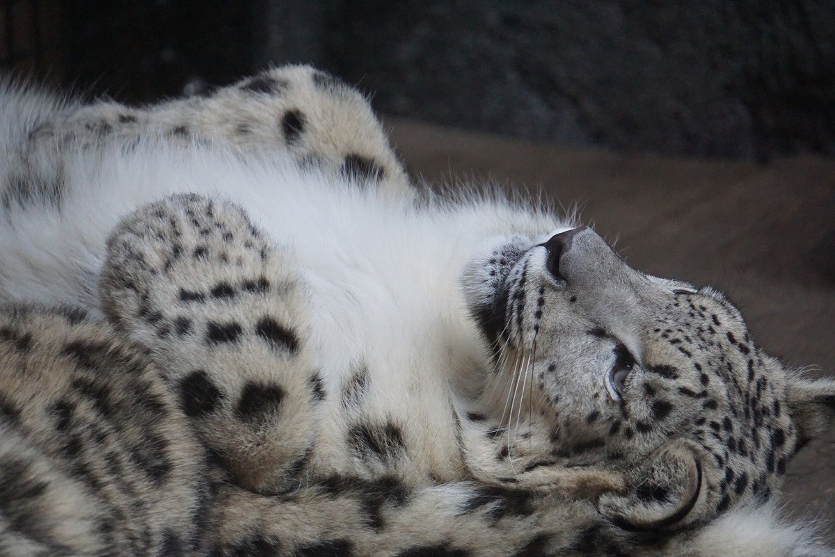 Leopardo delle nevi cucciolo