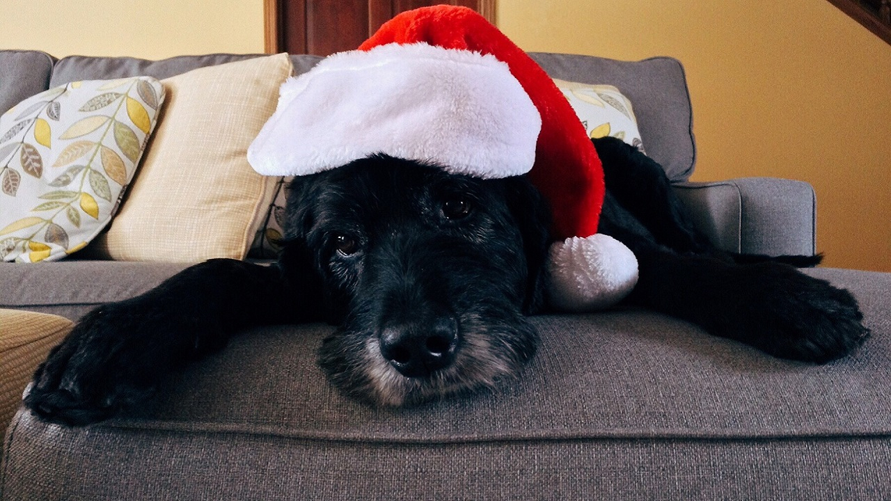 Vestito cane Natale
