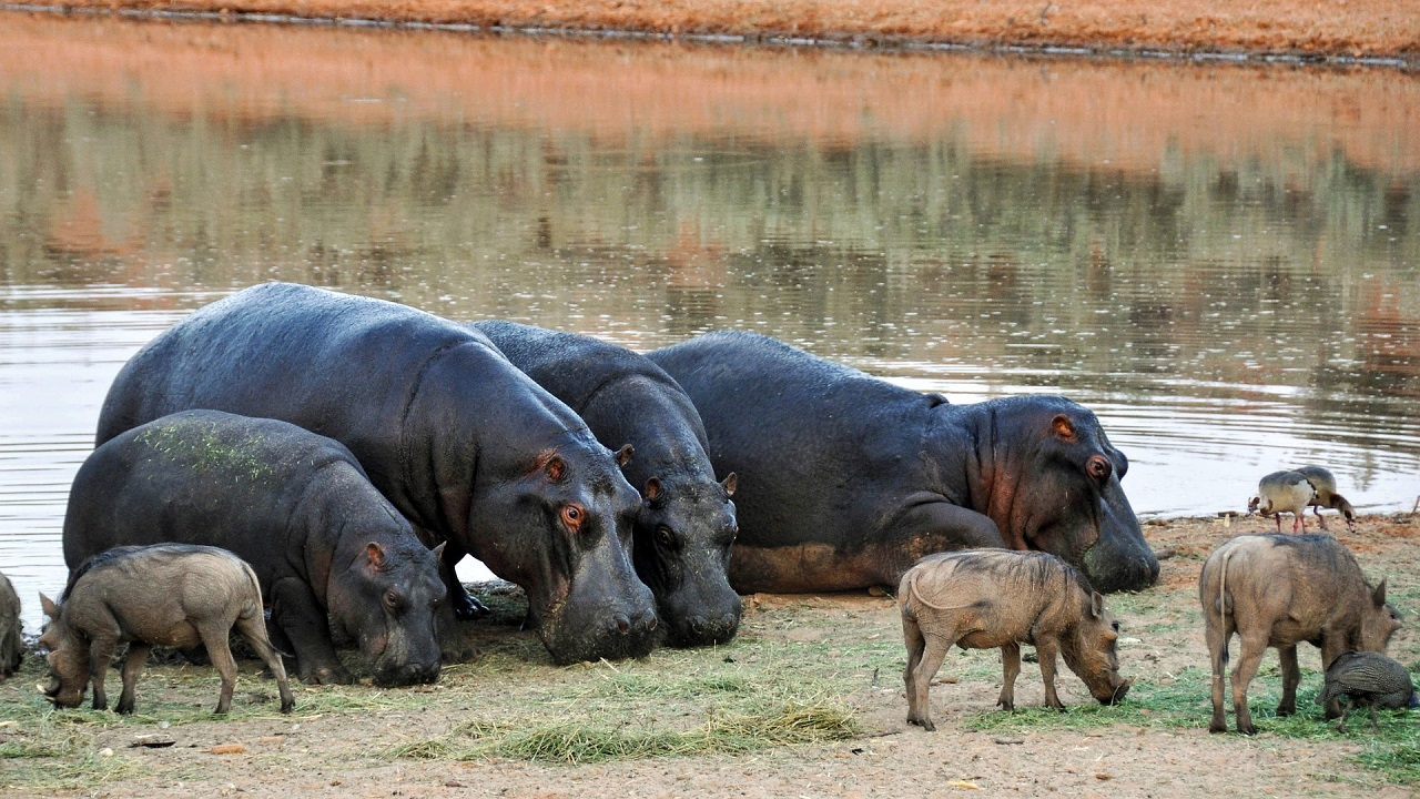 Giornata mondiale ippopotami