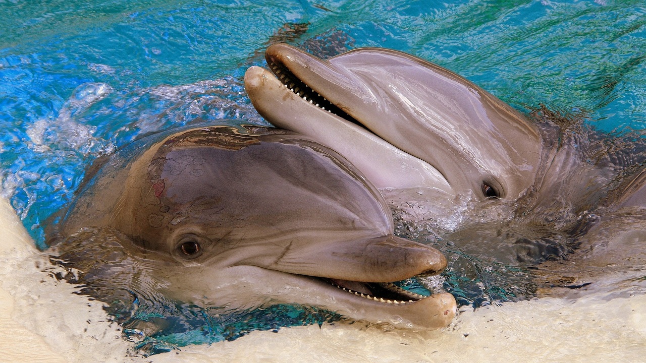 Giornata Mondiale dei delfini