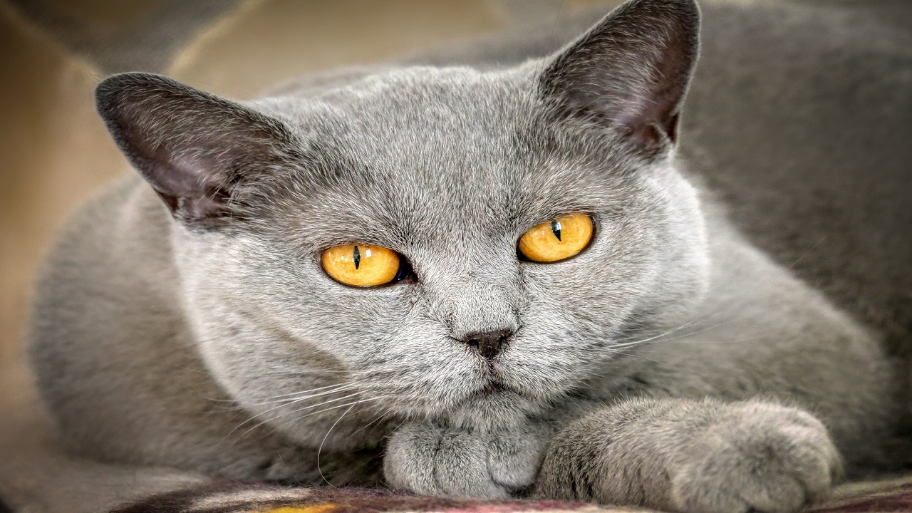 Occhi gatto ambra