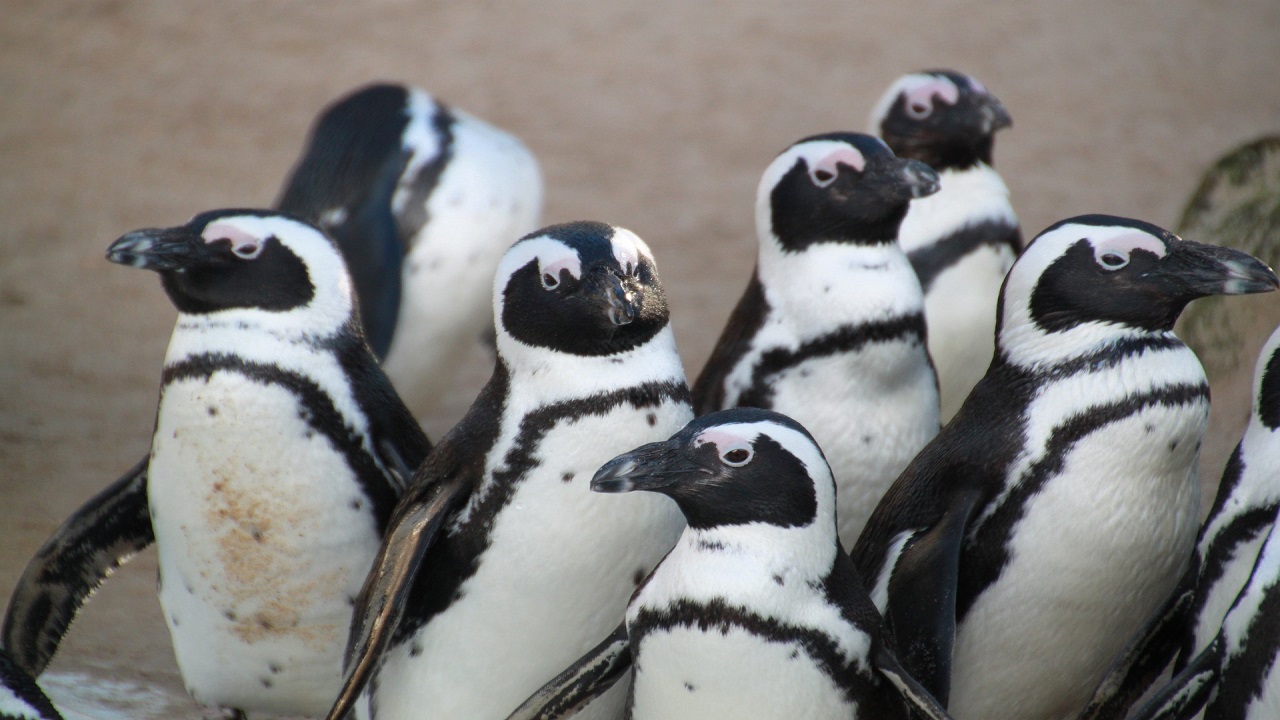 gruppo di pinguin