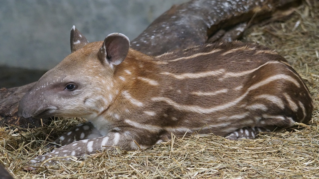 Cucciolo piccolo di tapiro