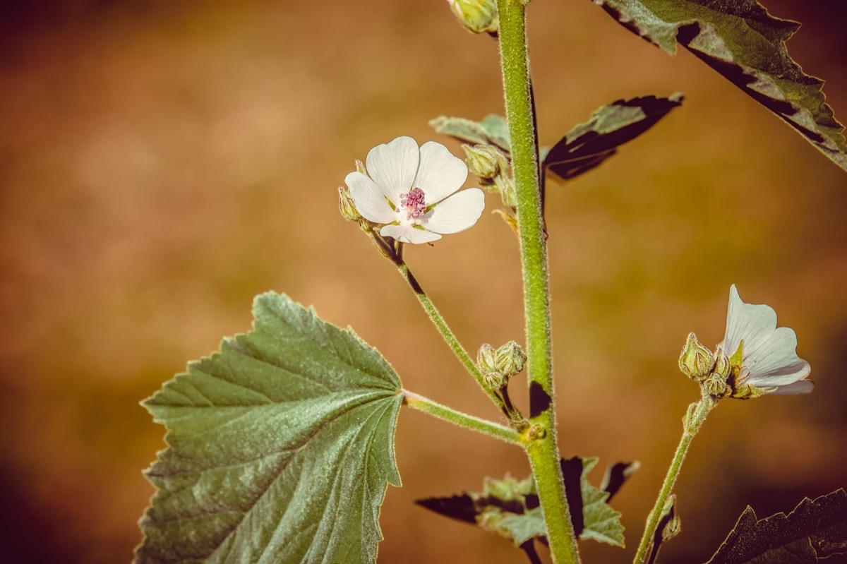 Le Propriet Dell Altea E Le Sue Controindicazioni Greenstyle