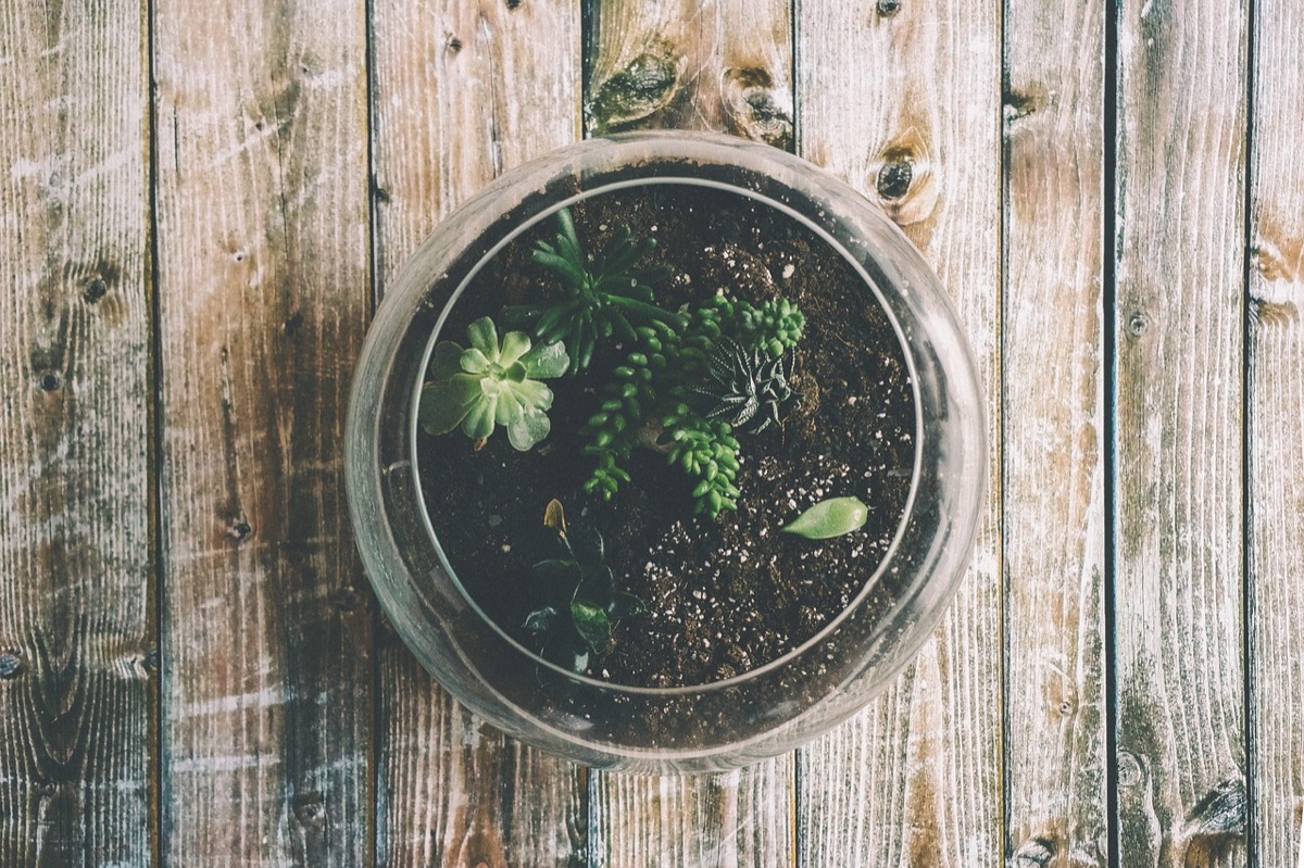 Come (e perché) realizzare un terrario di piante - greenMe