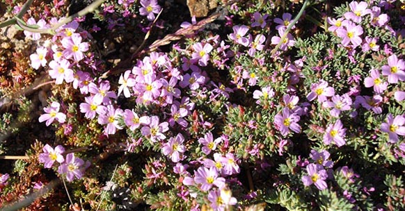 Frankenia laevis, erba da prato