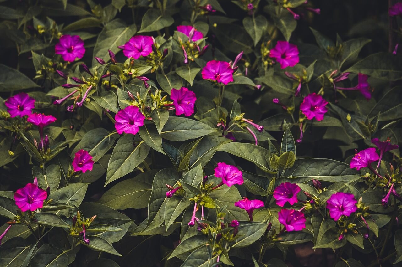 piante con fiorellini rosa