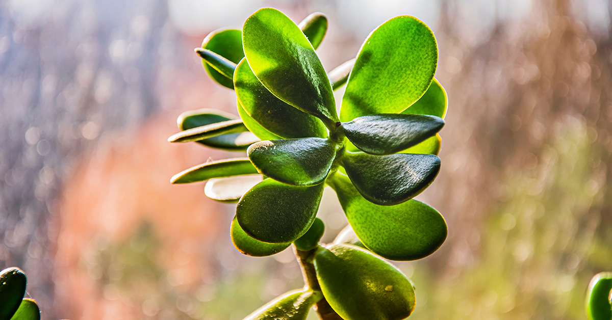 Pianta di Crassula o albero della giada: Come curarla - Articoli