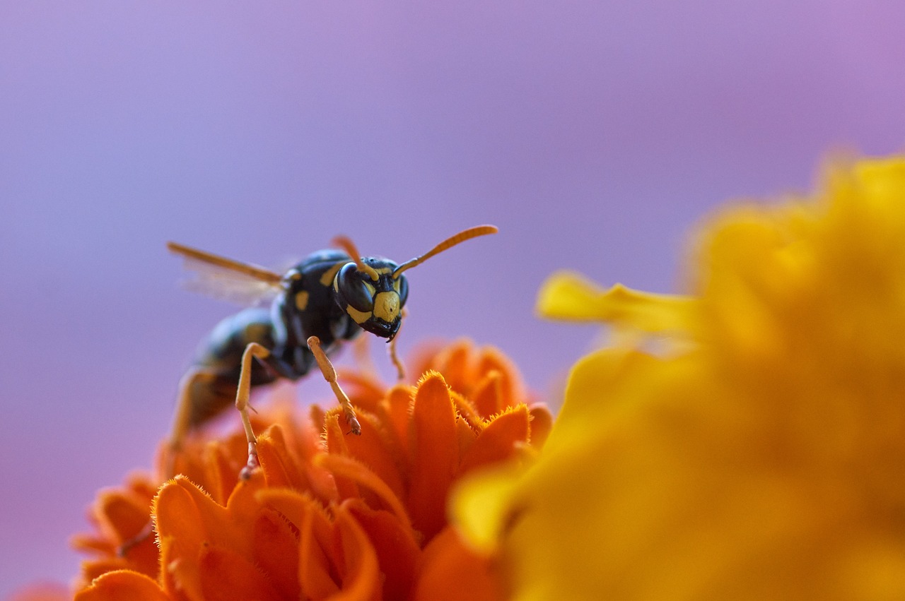 impollinazione vespe