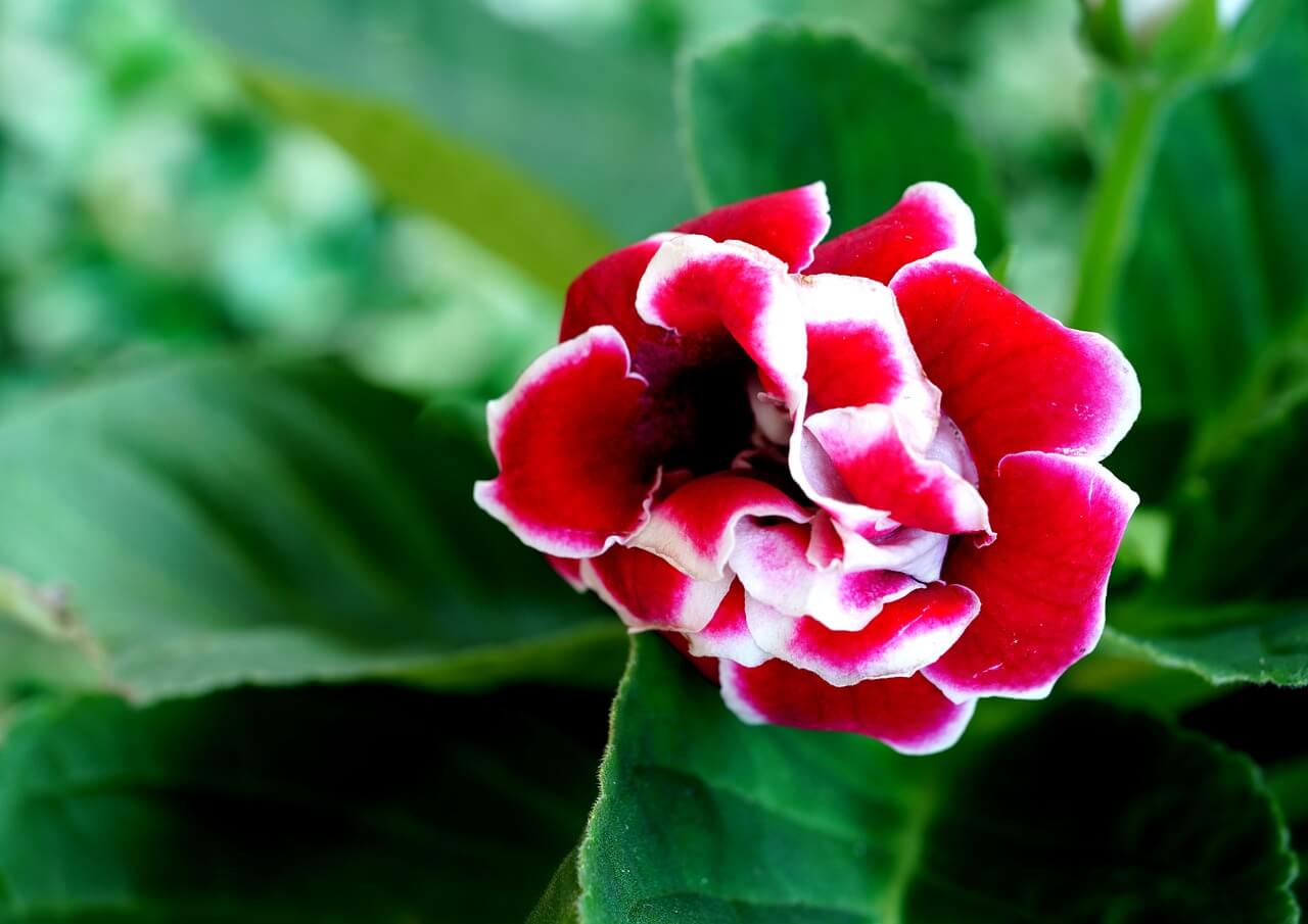 fiore rosso gloxinia