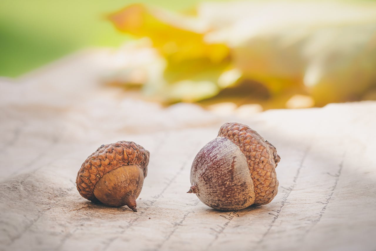 Frutti Della Quercia Propriet Ed Usi Delle Ghiande Greenstyle