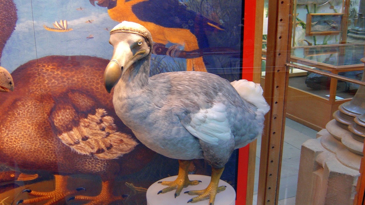 animali estinti dodo