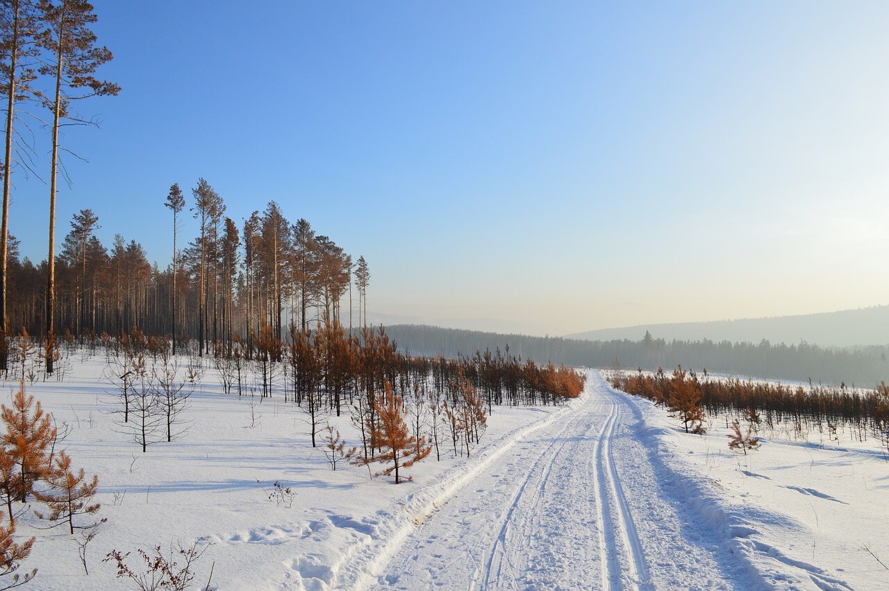 foresta siberiana neve
