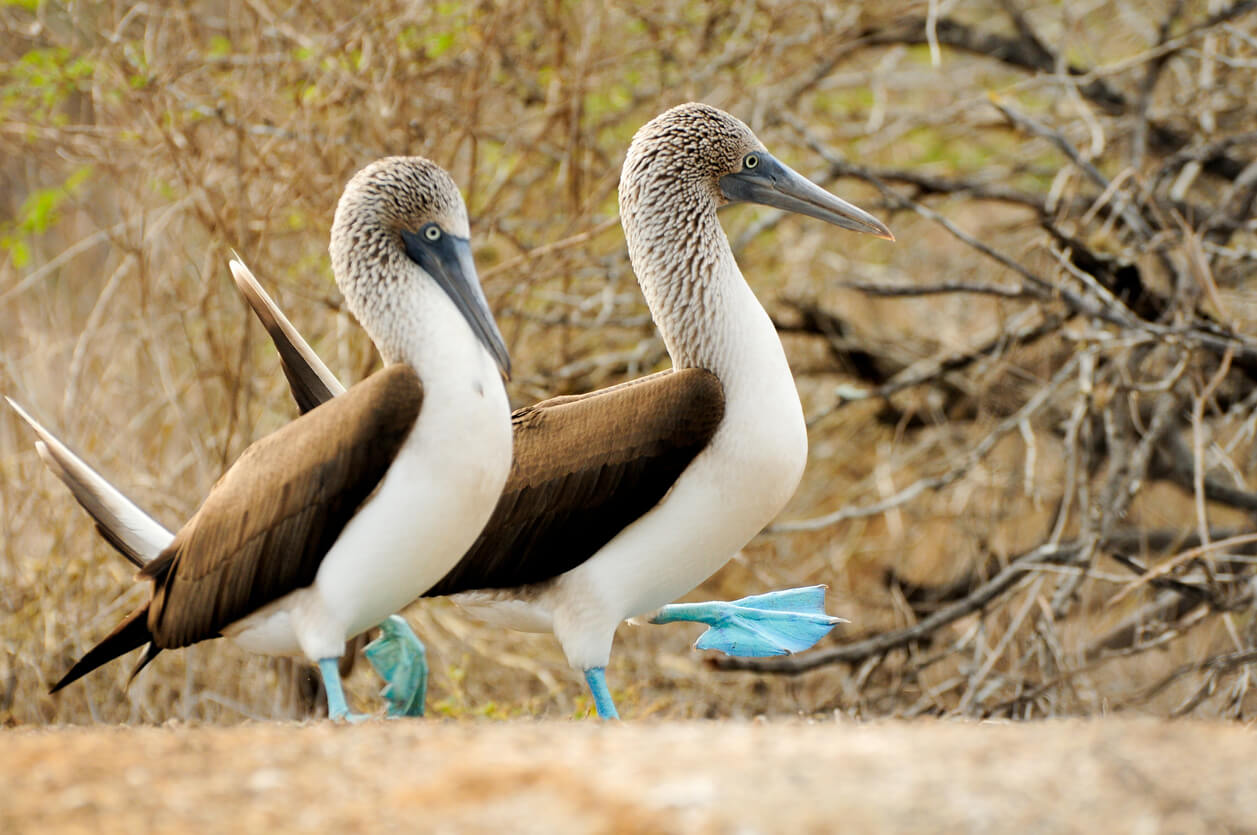 animali parco nazionale Galapagos