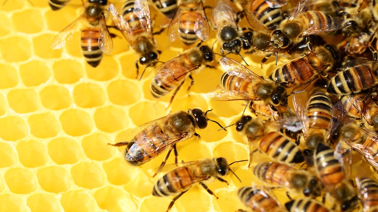conseguenze estinzione specie animali, api