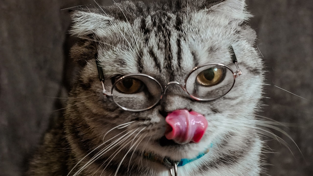 gatto occhiali
