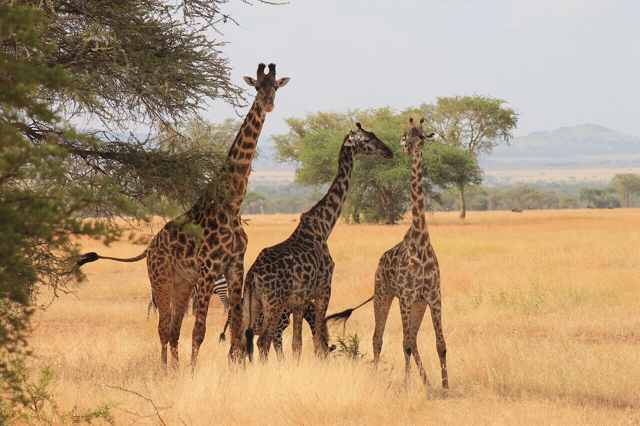 giraffe nel parco nazionale serengeti