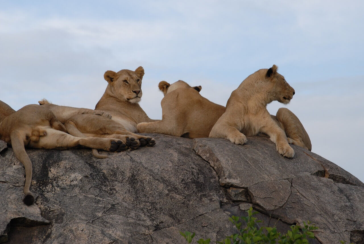 leoni serengeti park
