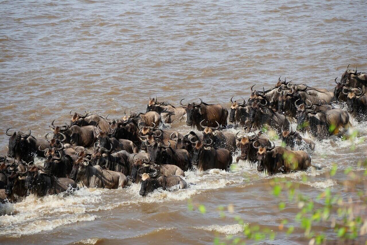 migrazione parco nazionale serengeti