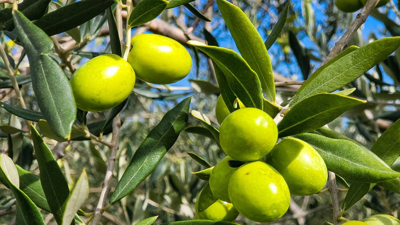 xylella olive