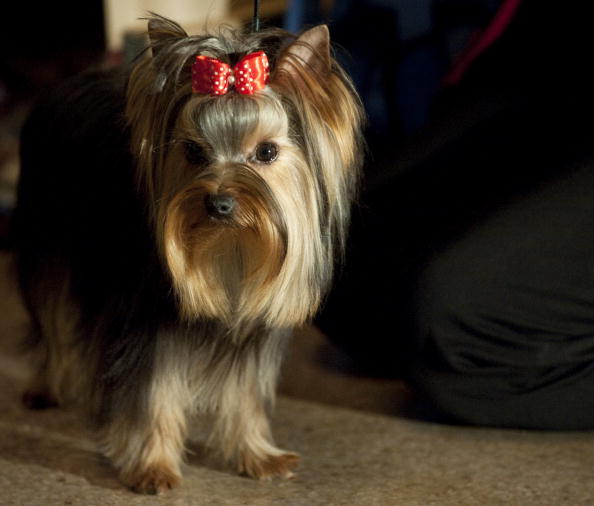 Yorkshire Terrier | Foto - Petsblog