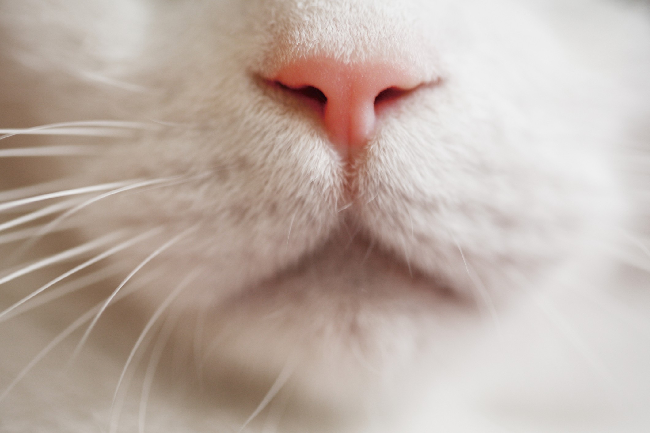 Кошка нос и рот