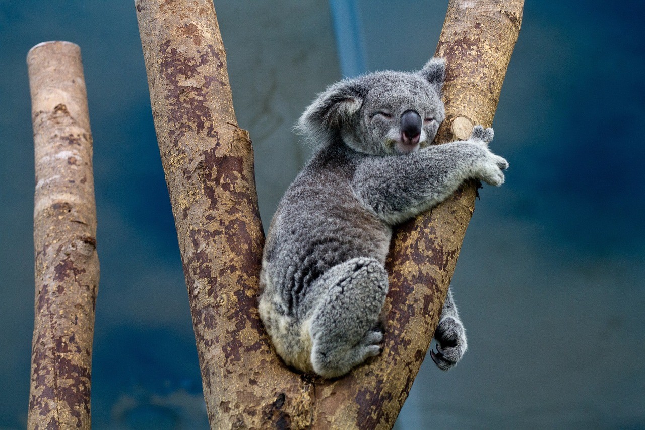 koala-cosa-mangia-habitat-e-curiosit-petsblog