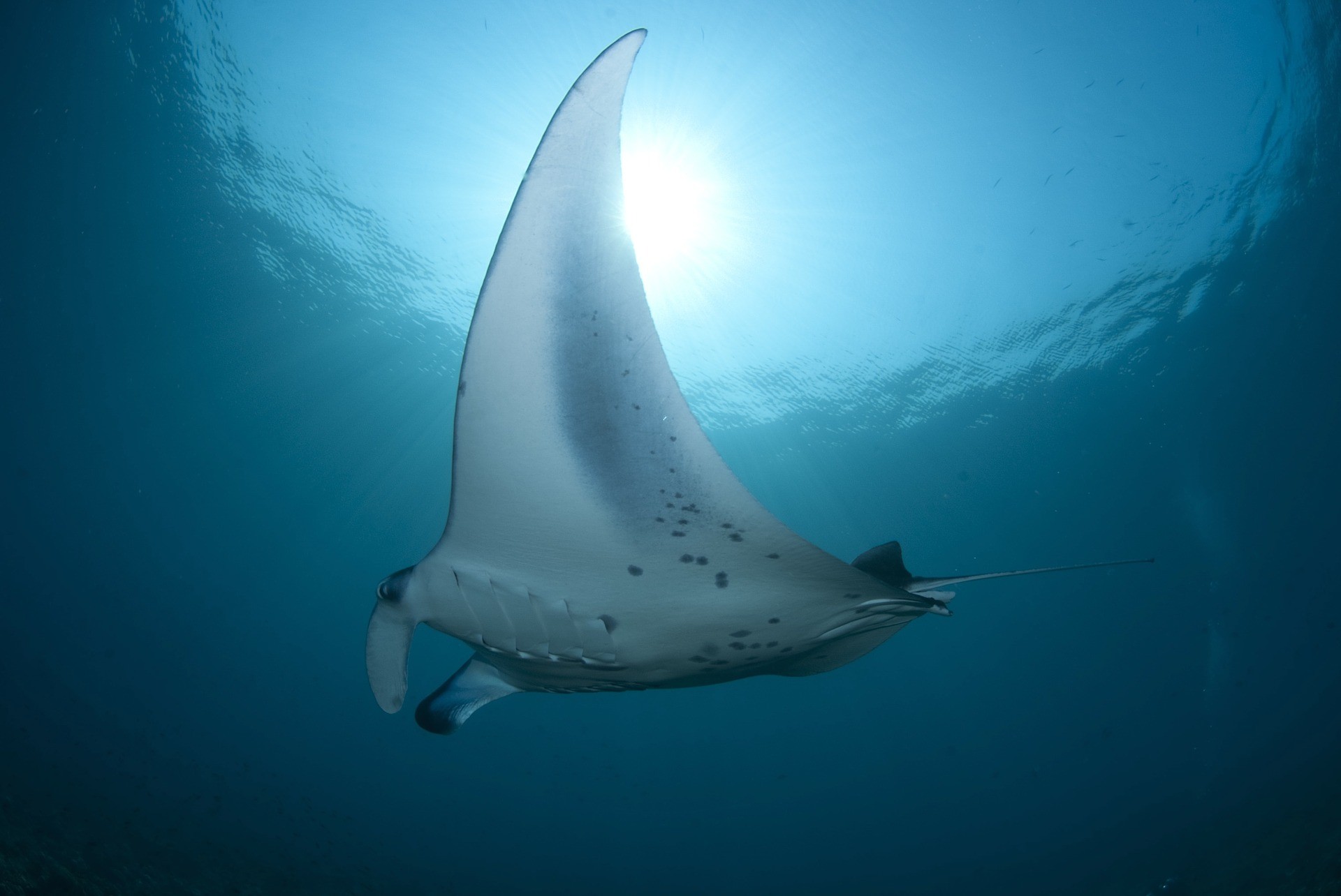 manta