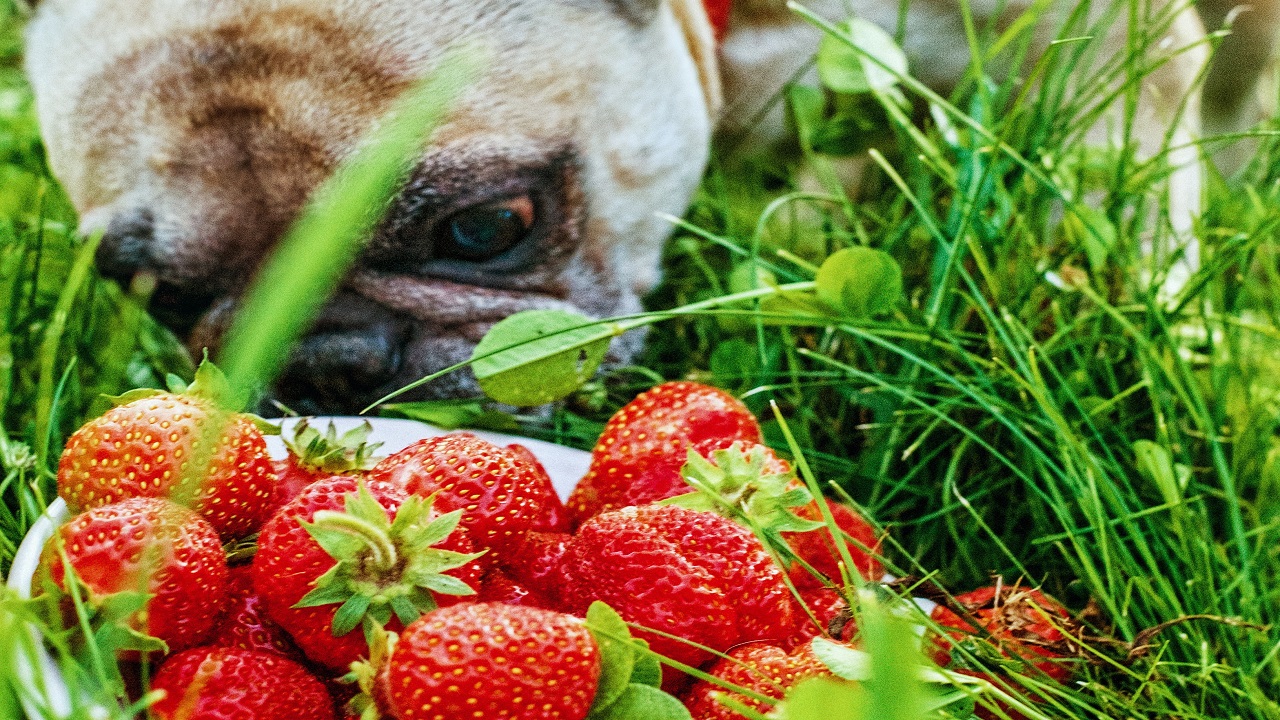 Frutta possono mangiare cani