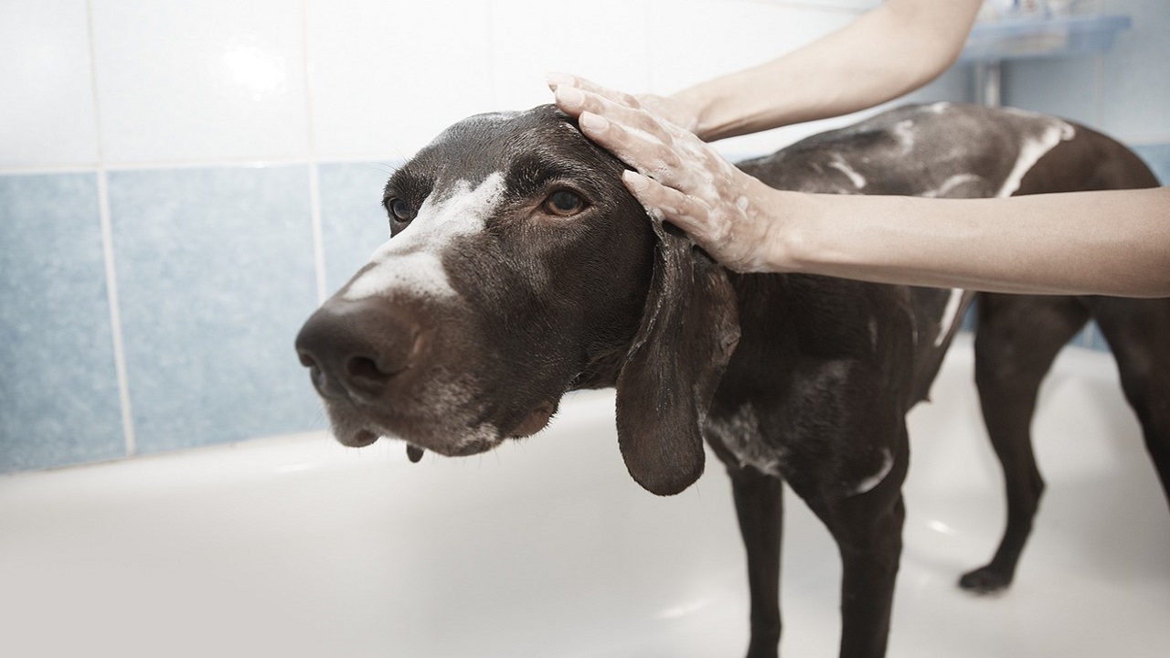 Come proteggere le orecchie del cane durante il bagno