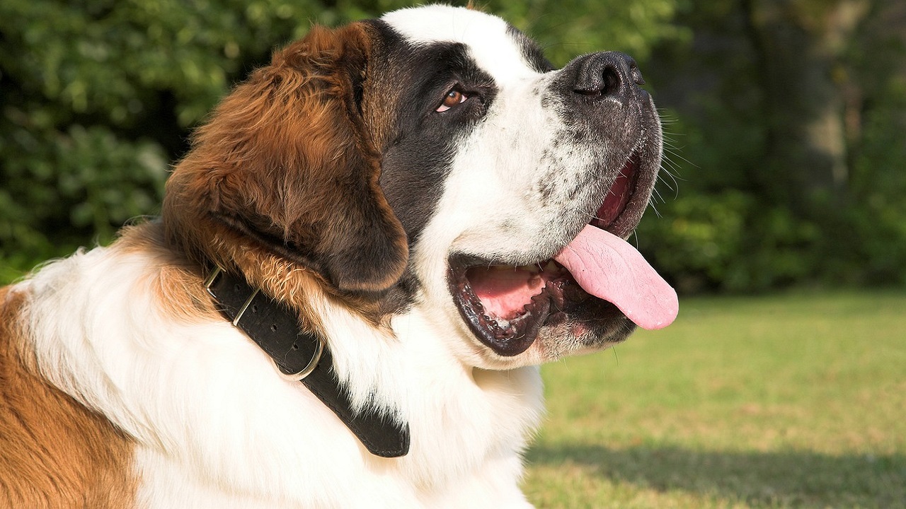 torsione stomaco cane: sintomi