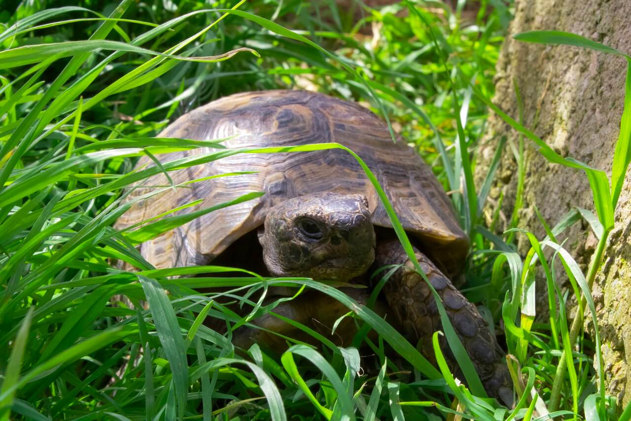 allestire terrario tartaruga terra fai da te Archivi - Animali Esotici  Milano