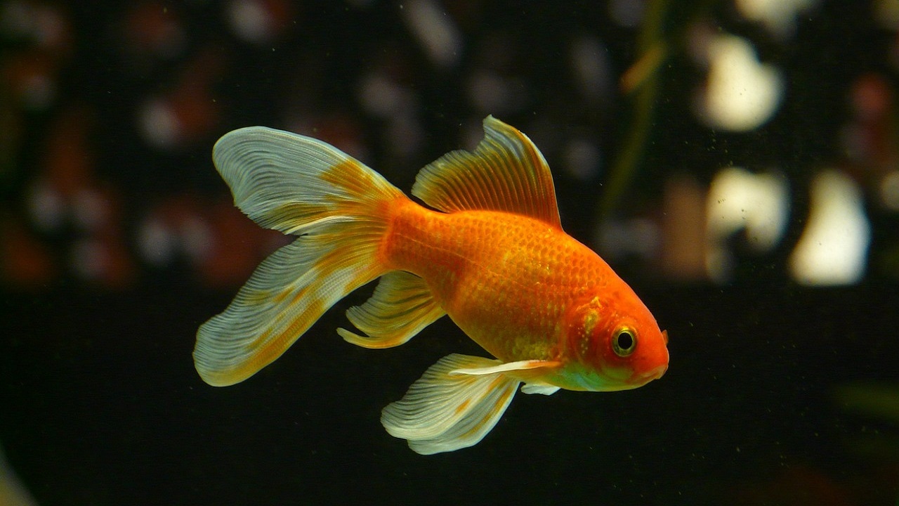 pesce rosso acquario