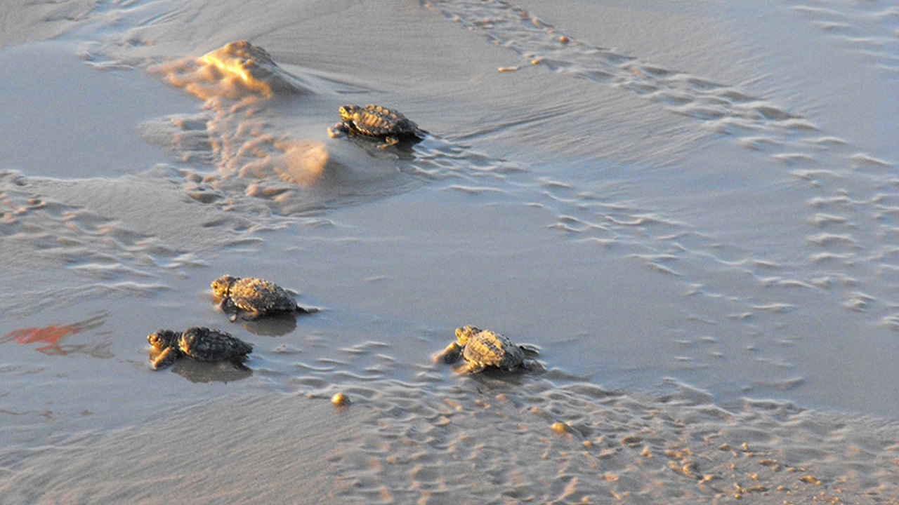 Perché tartarughe appena nate si dirigono verso mare