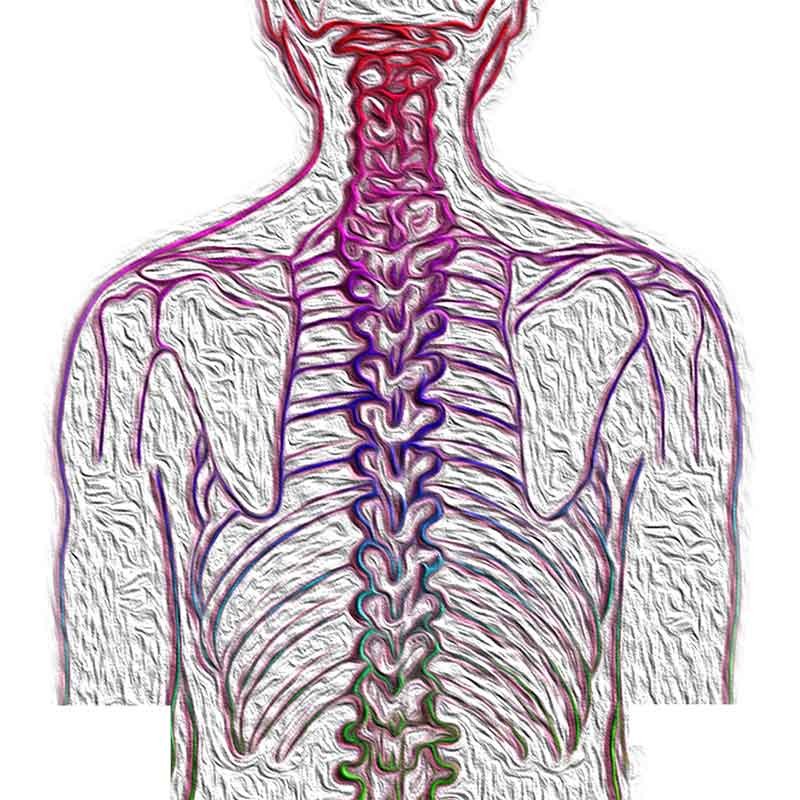 colonna vertebrale